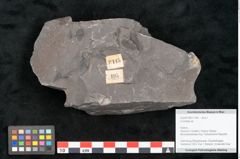 Foto (Objekt + Etikett) von Cordaites sp.  (NHMW-GEO-2024-0188-11145)